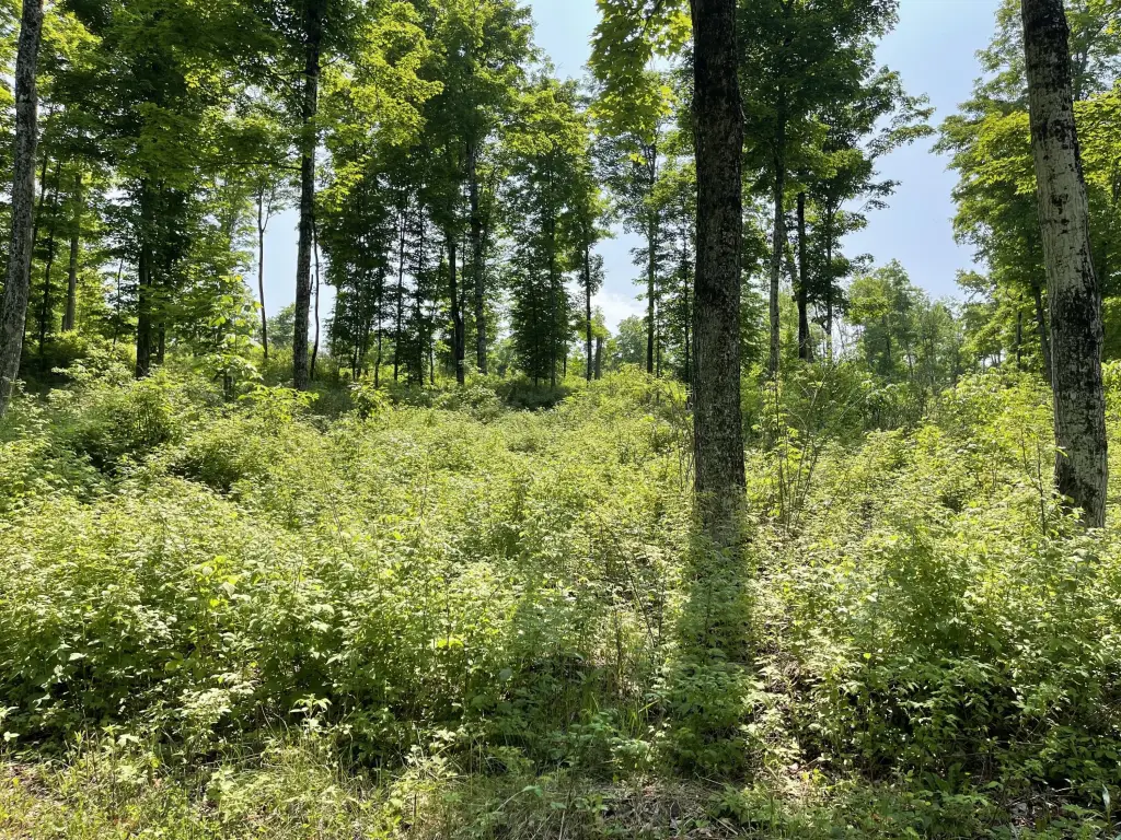 Picture 25
