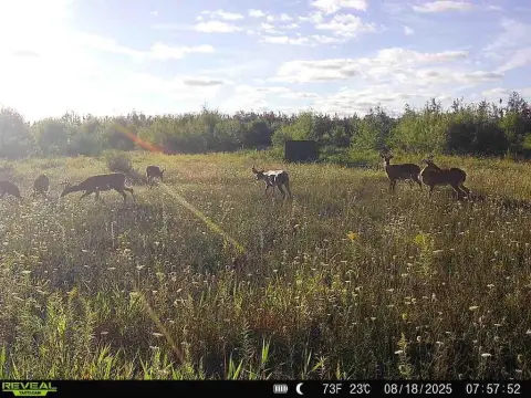 120 Acres Hunting Land, Posen