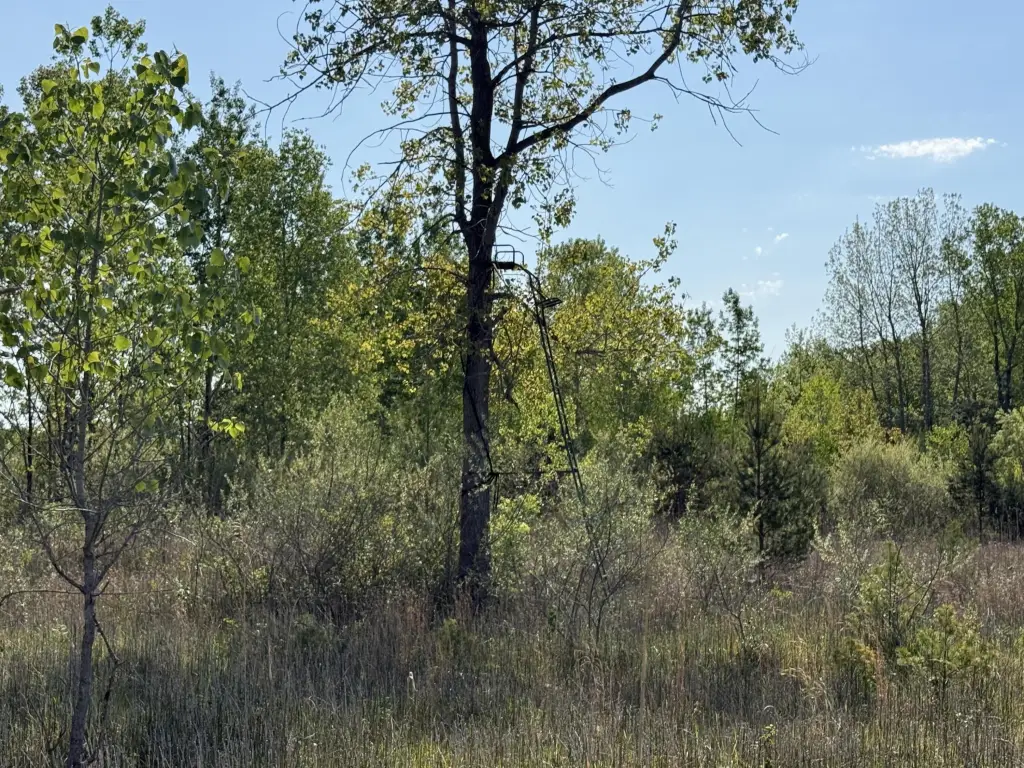 Picture 31