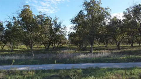 Farmland with Mature Pecan Orchard