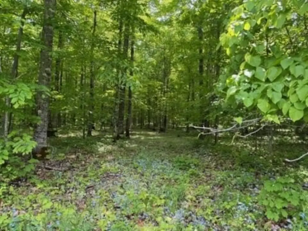 Picture 8