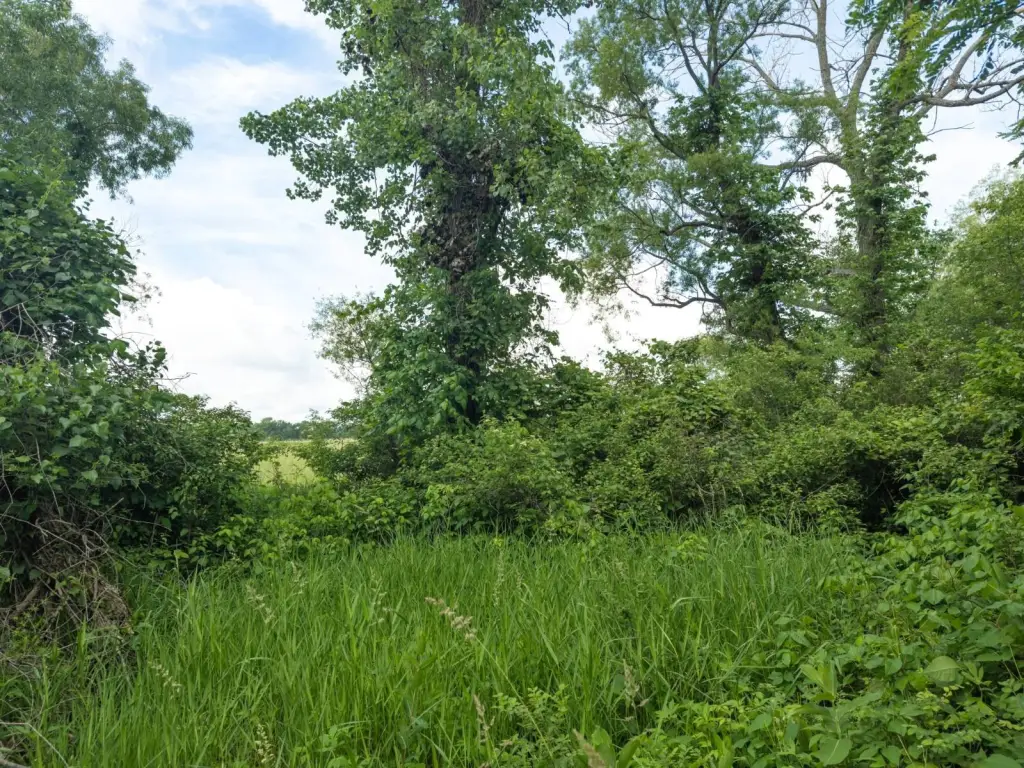 Picture 46