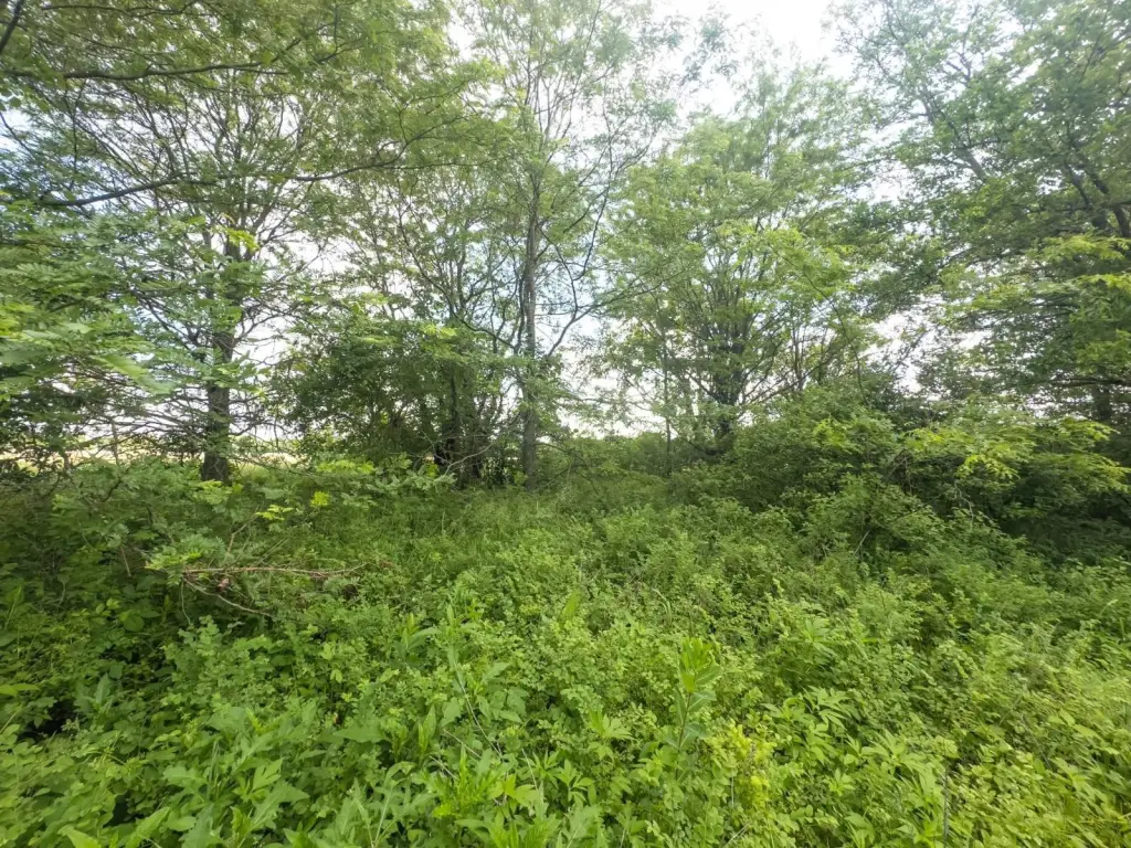 Picture 45