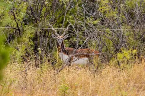 40 Acres in Hamilton, Texas