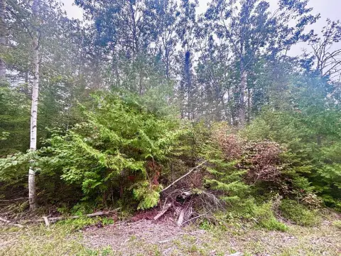 Wooded Lot in Presque Isle