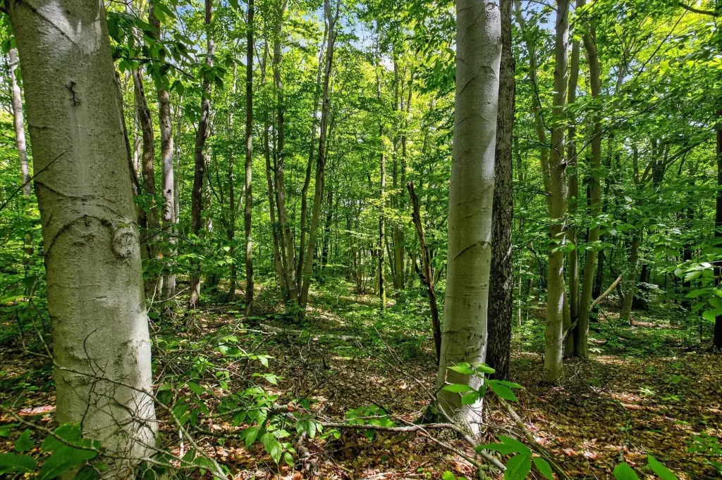 Picture 13