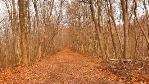 Secluded Hunting and Recreational Land