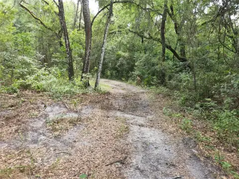 8+ Acres of Wild Florida