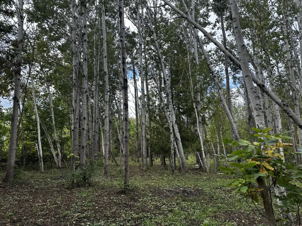Picture 6