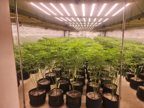 Operating Cannabis Grow Facility