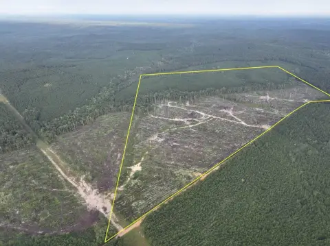 Hunting Land with Pine Timber