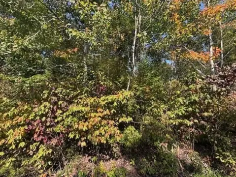 Wooded Lot Near State Park