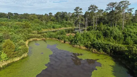 58 Acres of Mixed Timberland