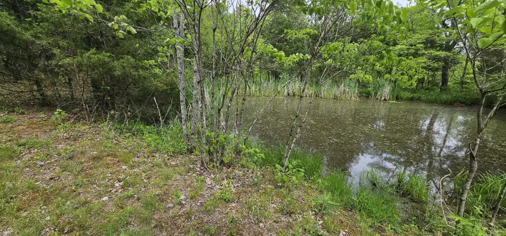 Picture 5