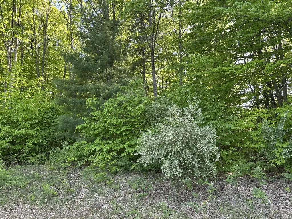 Picture 19