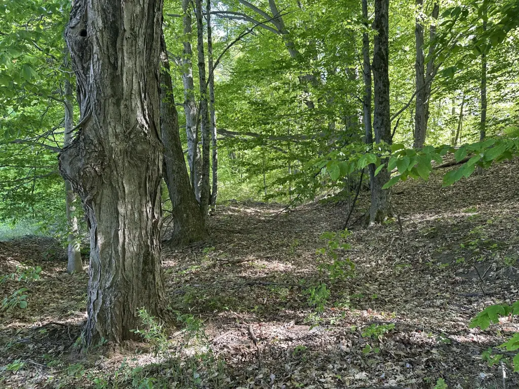 Picture 17