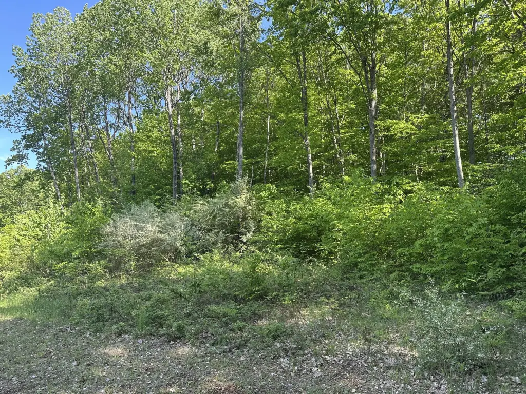 Picture 18