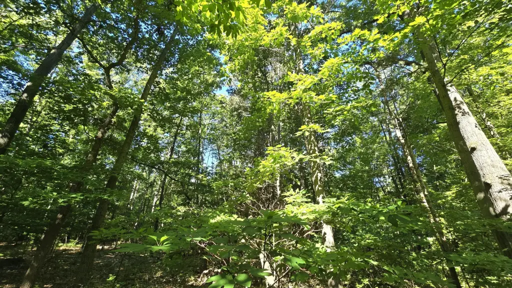 Picture 8