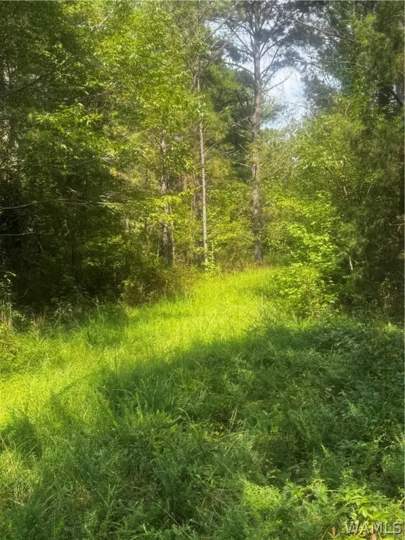 Picture 21