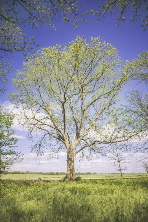 Picture 28