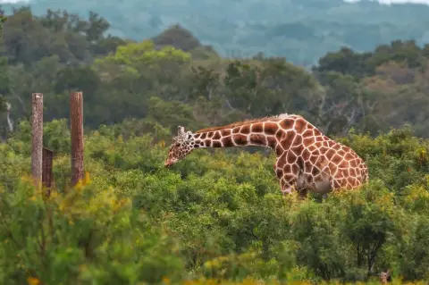 YO Ranch Land Opportunity