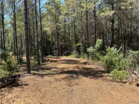 Hunting Land with Pine Plantation