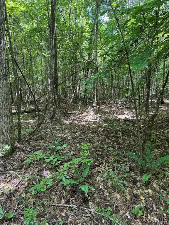 Picture 29