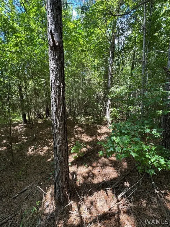 Picture 21