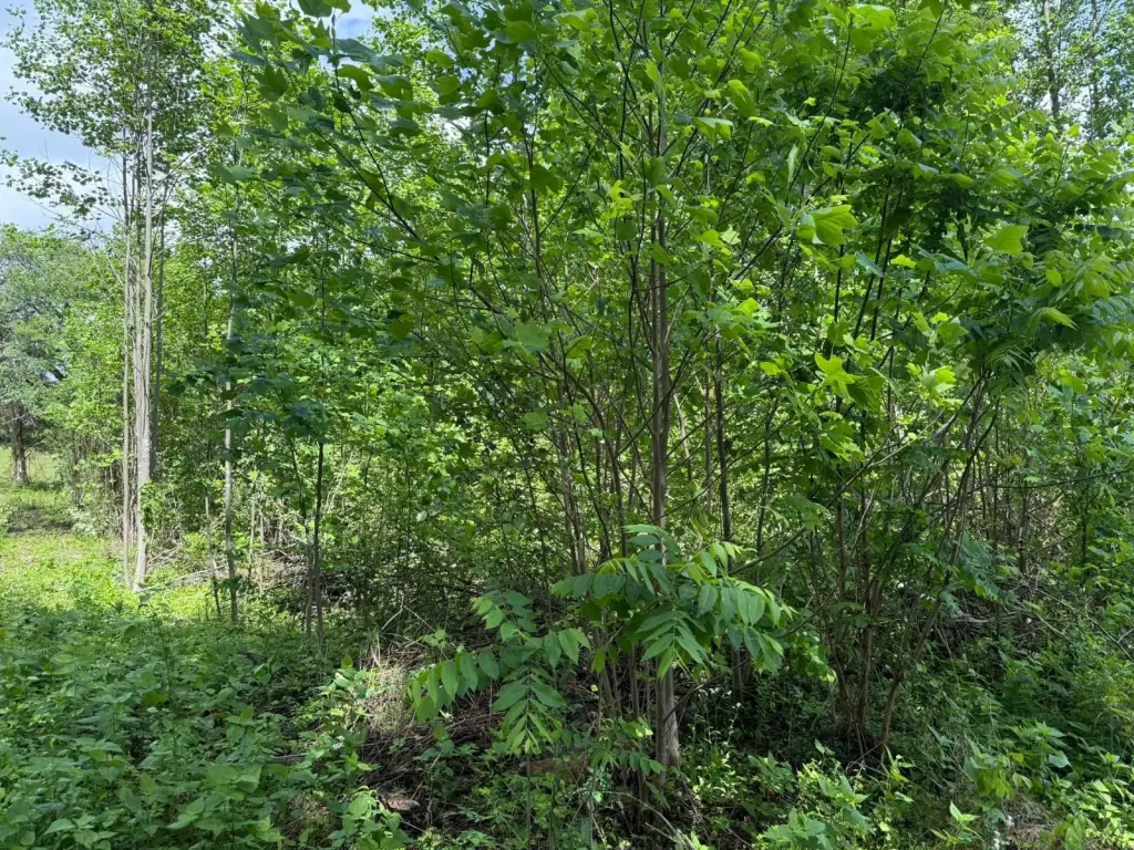 Picture 5