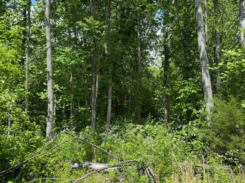 Picture 4