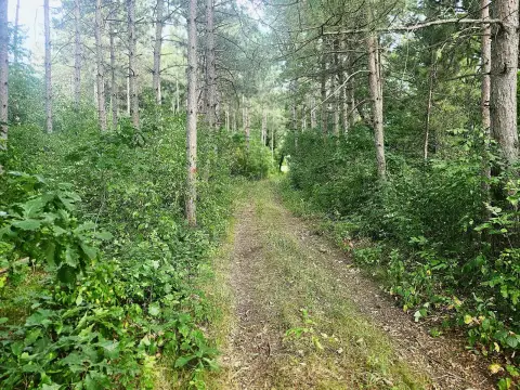 Wooded Hunting Land