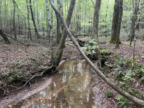 Haleyville Land with Creek Frontage