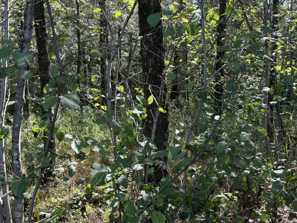 Picture 23