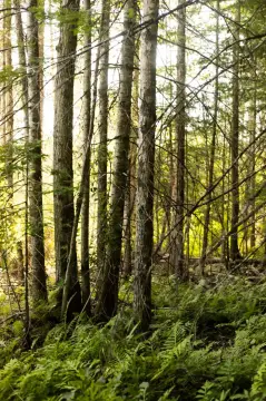 Recreational Hunting Land