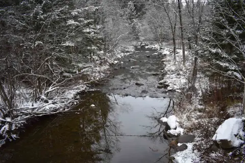 63 Acres of Wooded Land