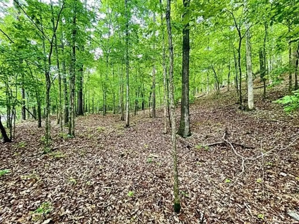 Picture 8