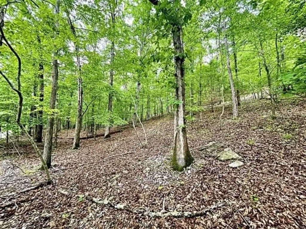 Picture 6