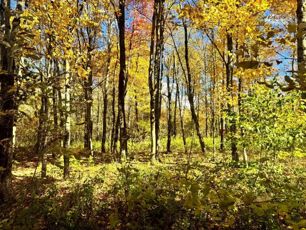 Picture 17
