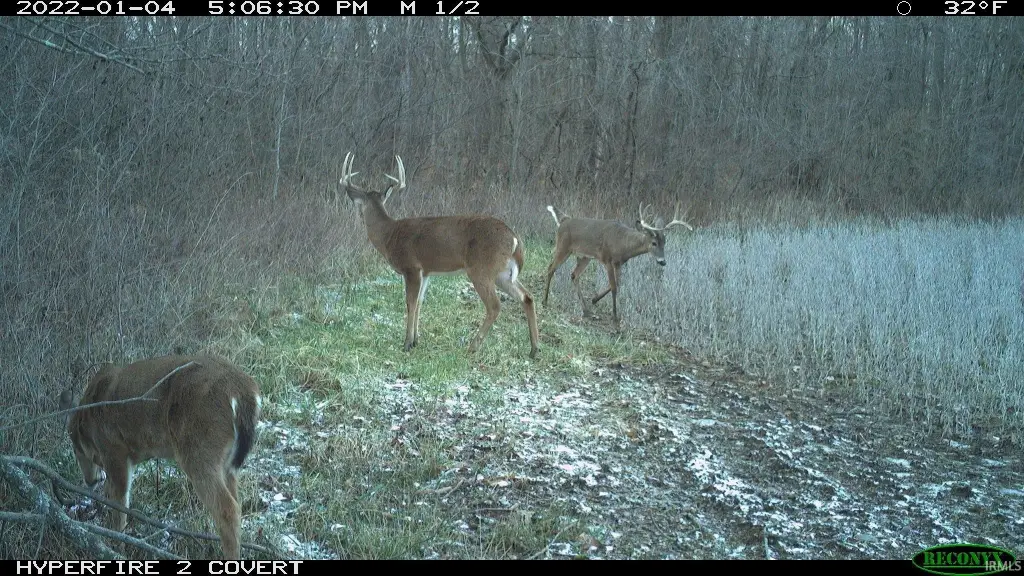 Picture 41