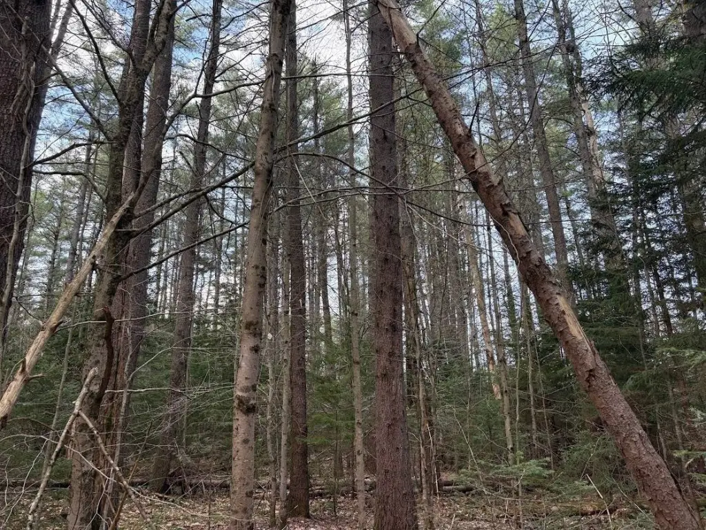 Picture 5