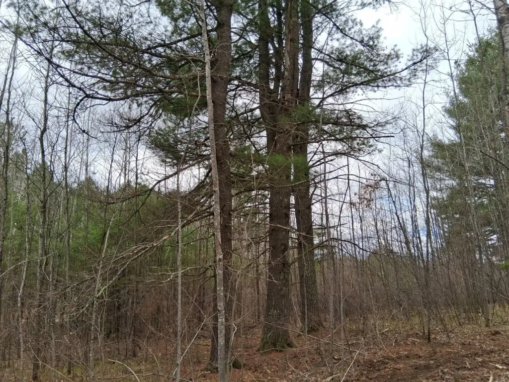 Picture 19