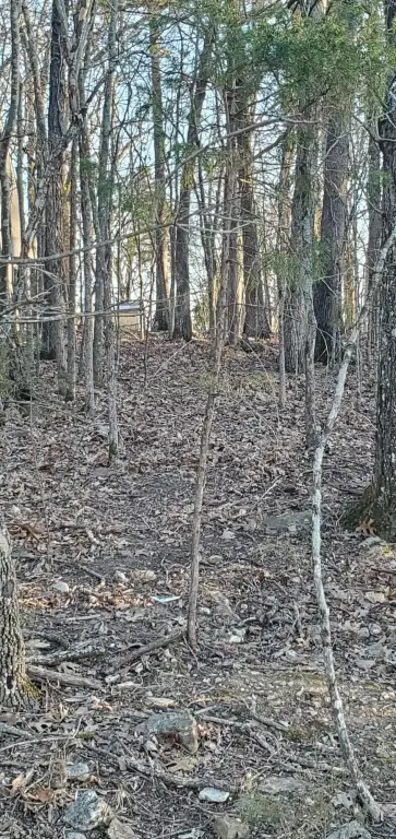 Picture 8