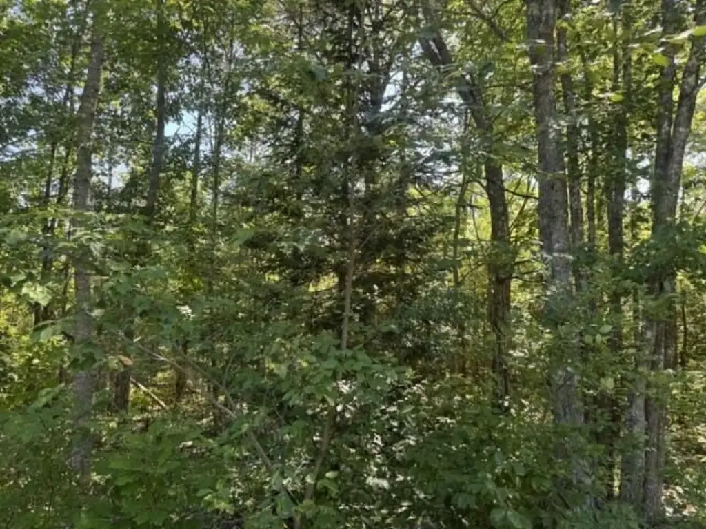 Picture 5