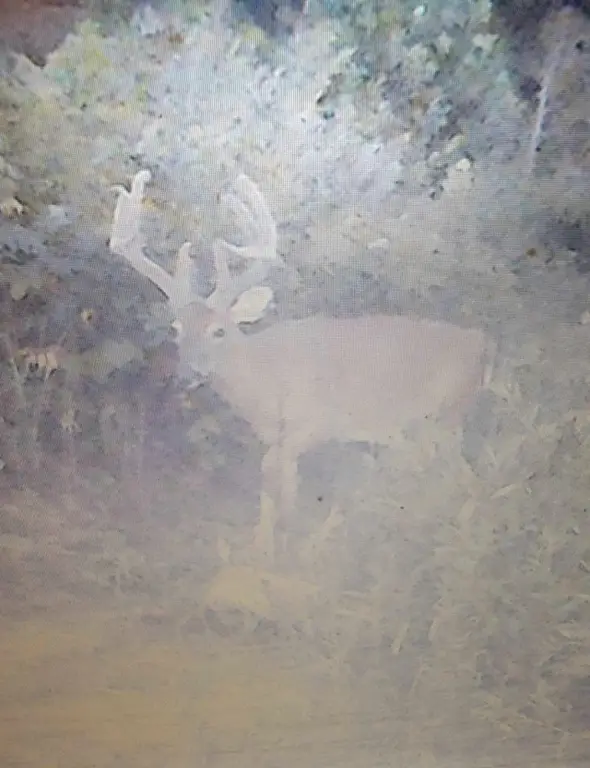 Picture 45