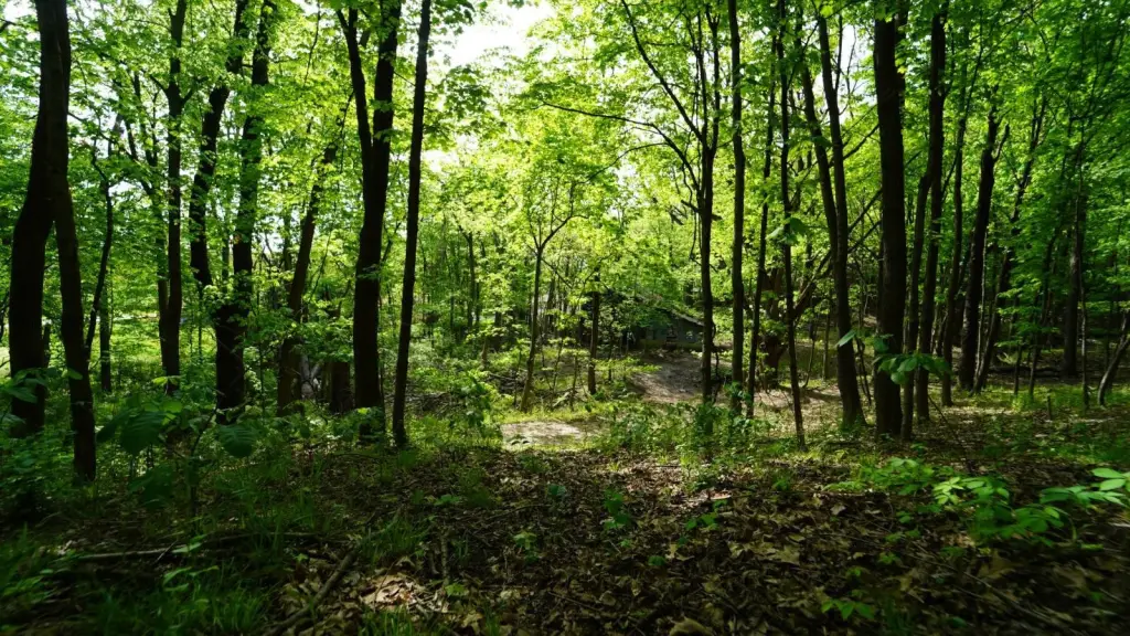 Picture 13