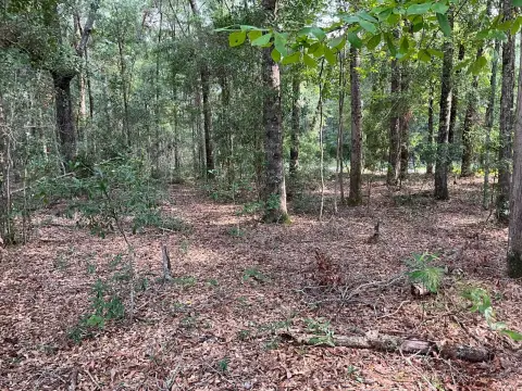 Vacant Land Near Yemassee, SC