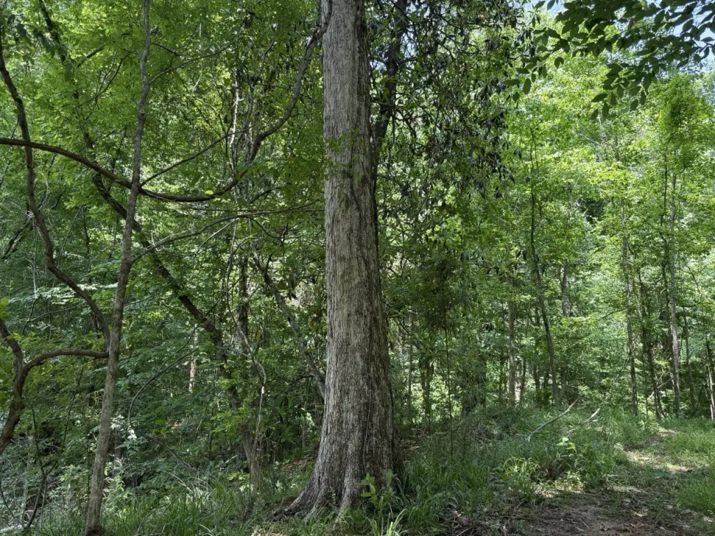 Picture 48