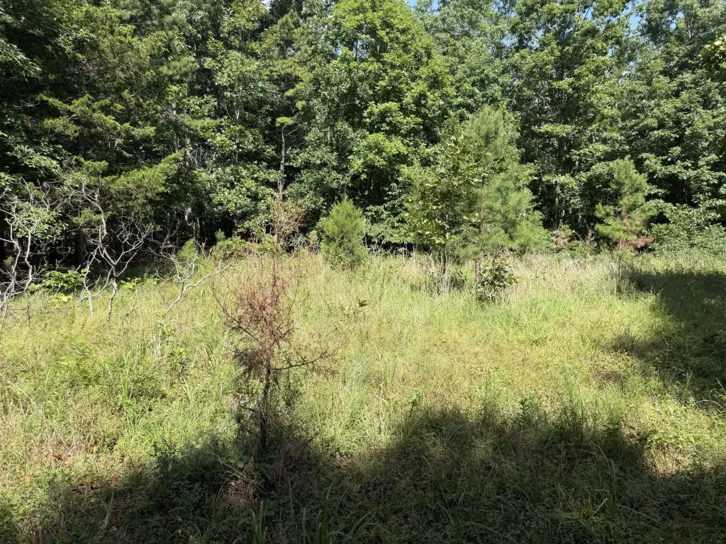 Picture 3