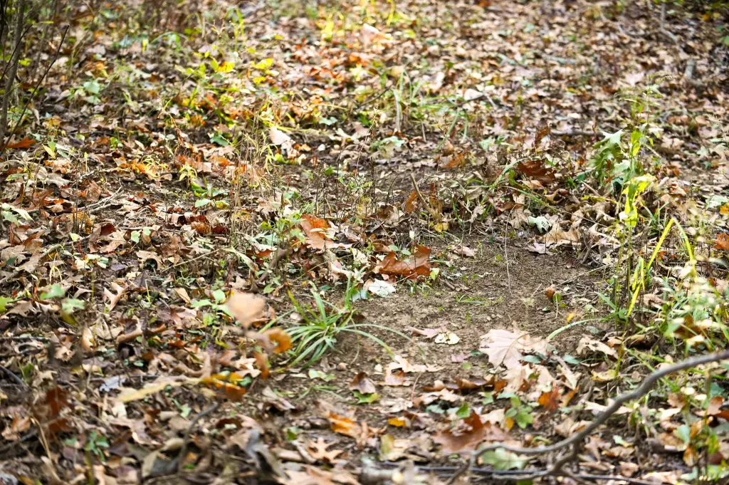Picture 41