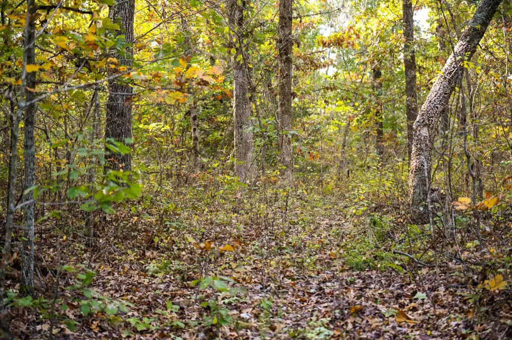 Picture 45